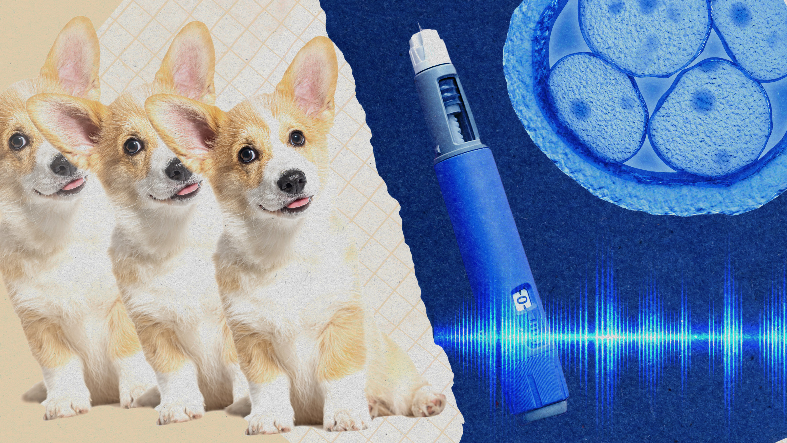 A photo illustration shows cloned dogs, a human embryo, weight loss medication and sound waves.
