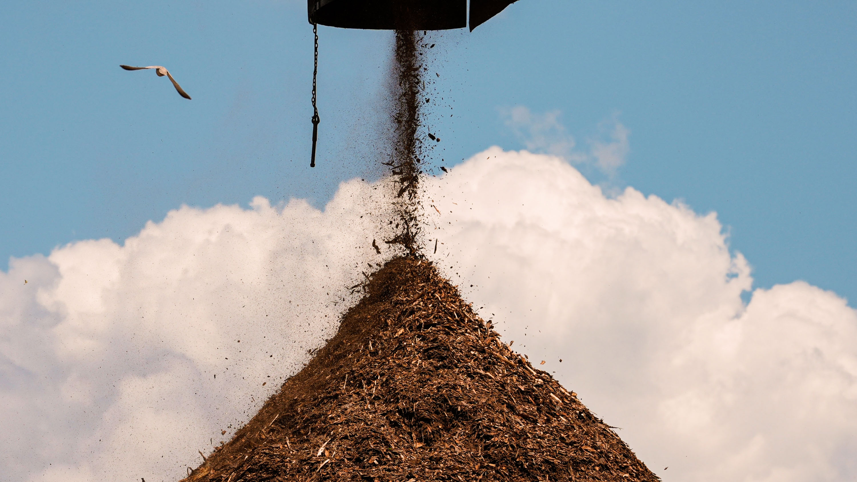 Birds fly past a pile of wood used to make pellets