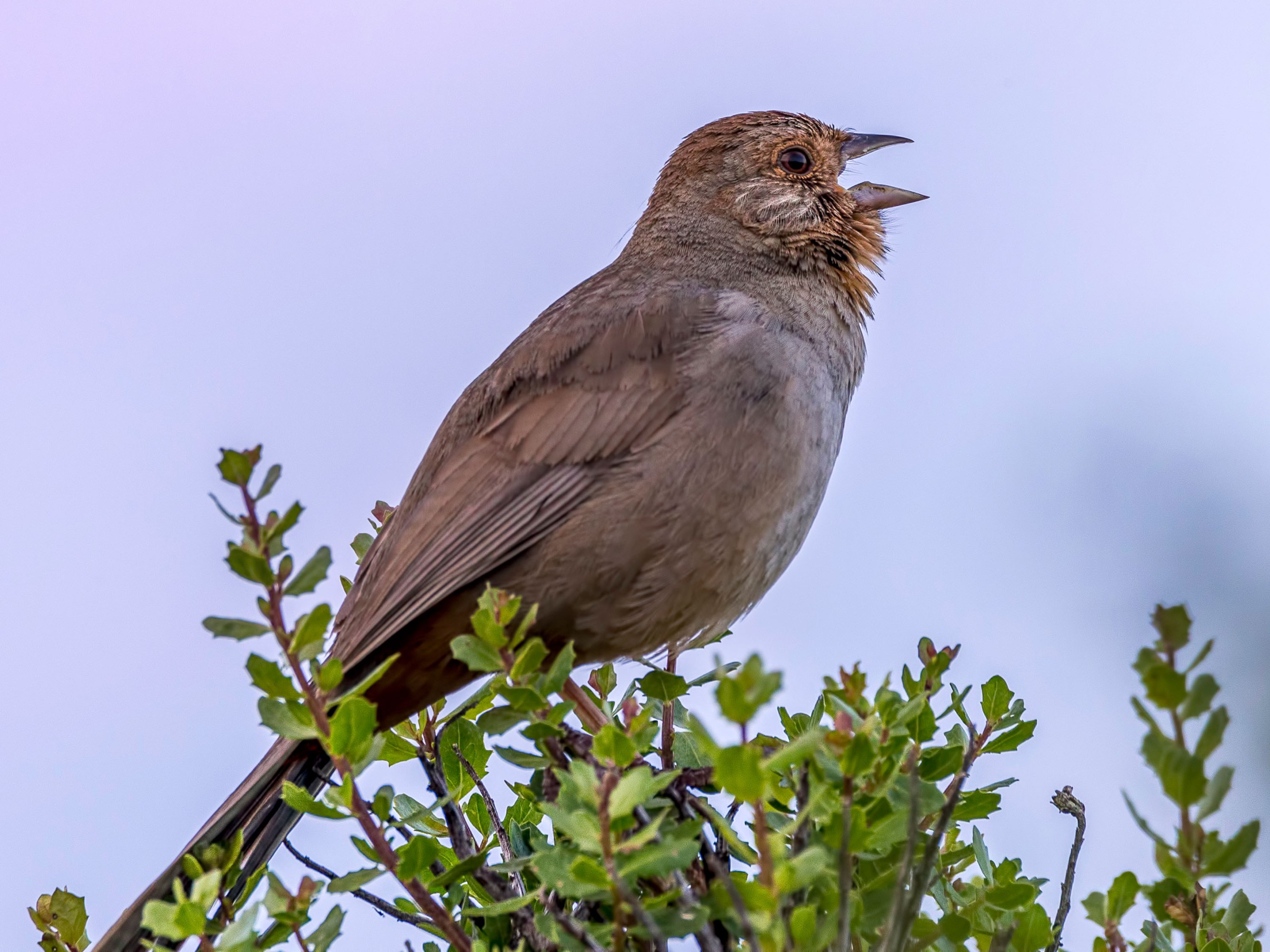 sparrow perched on a branch, singing
