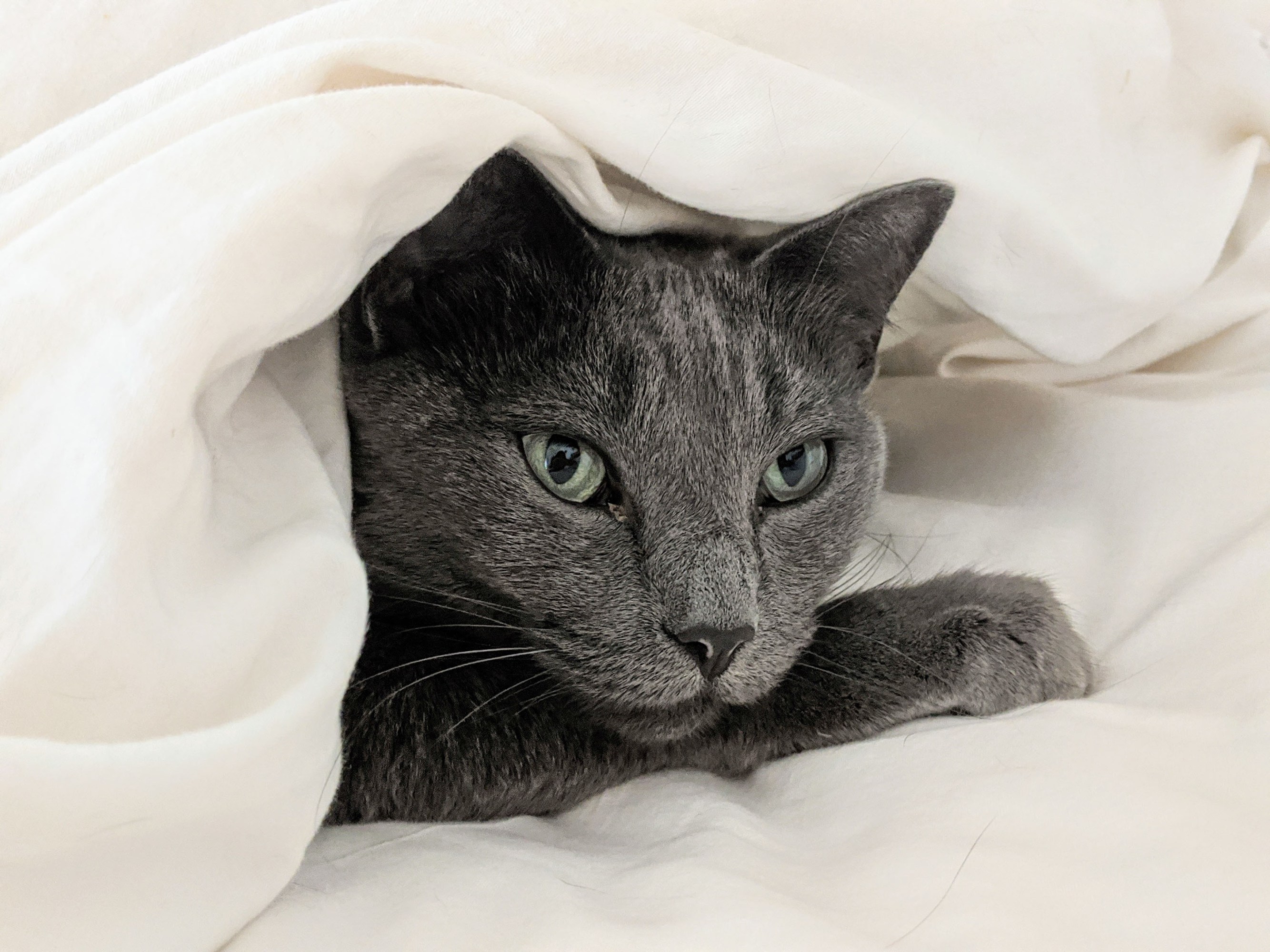 Petra under the covers of a bed
