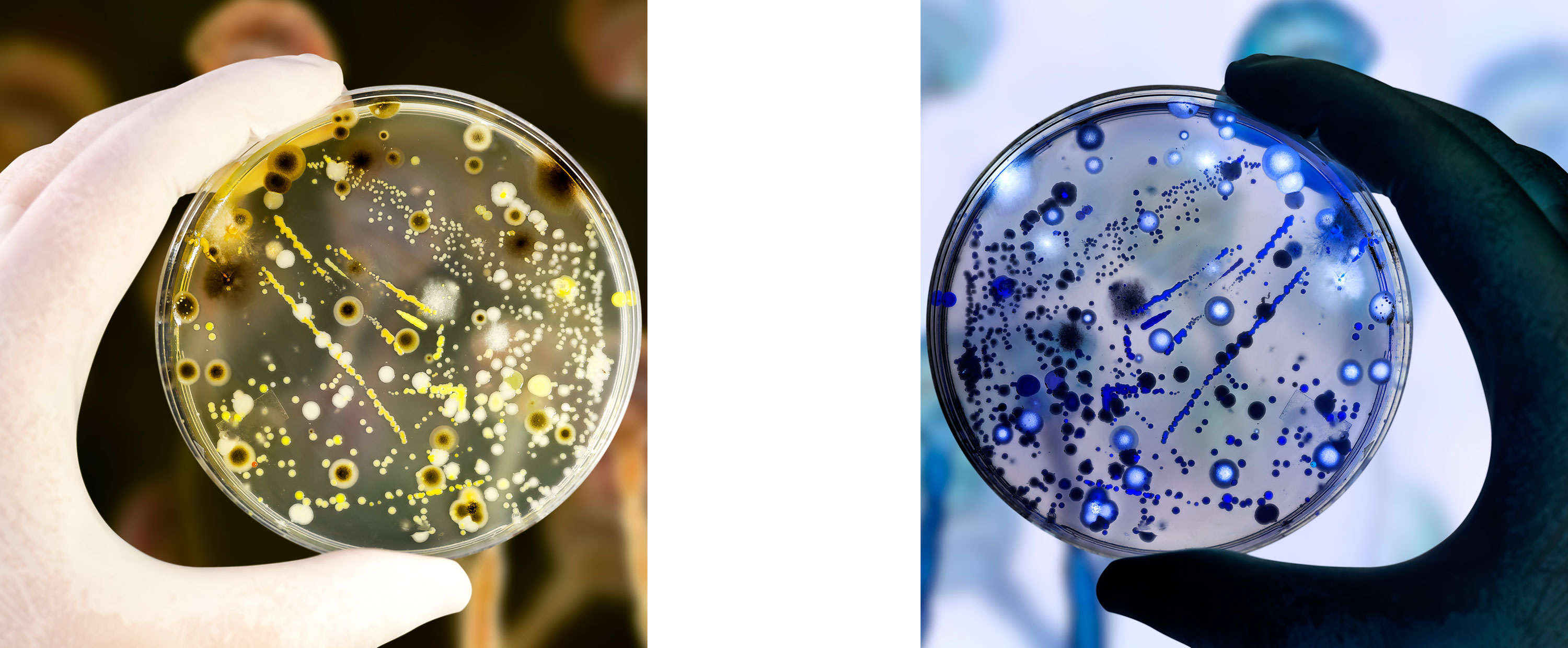 on the left, a hand with petri dish and the same image inverted on the right